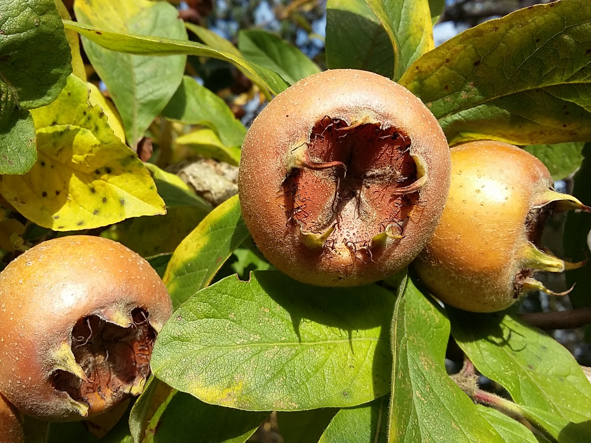 Mespilus Tree Mespilus germanica - Common Medlar - Jurassicplants Nurseries