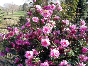 Camellia japonica, Japanese camella, Winter flowering, shrub, evergreen, scented, plant, slow growing, patio plant