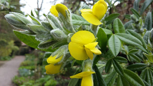 Piptanthus nepalensis, Evergreen Laburnum, Jurassicplants Nurseries, deciduous, shrub, semi-evergreen, patio, hardy, fast growing, flowering