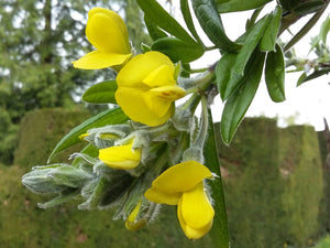Piptanthus nepalensis, Evergreen Laburnum, Jurassicplants Nurseries, deciduous, shrub, semi-evergreen, patio, hardy, fast growing, flowering