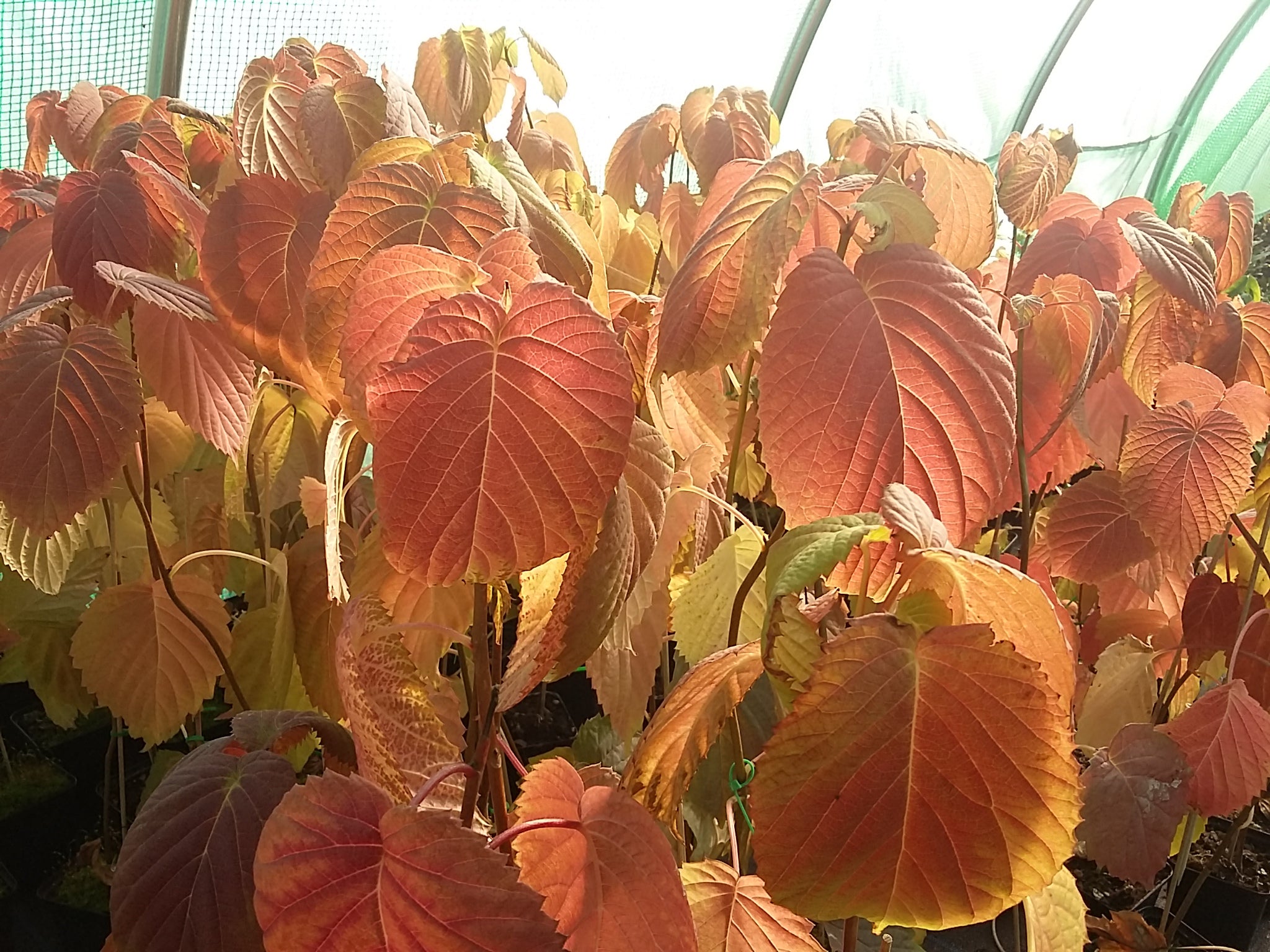 Davidia involucrata - Dove tree, Handkerchief Tree - Jurassicplants Nurseries