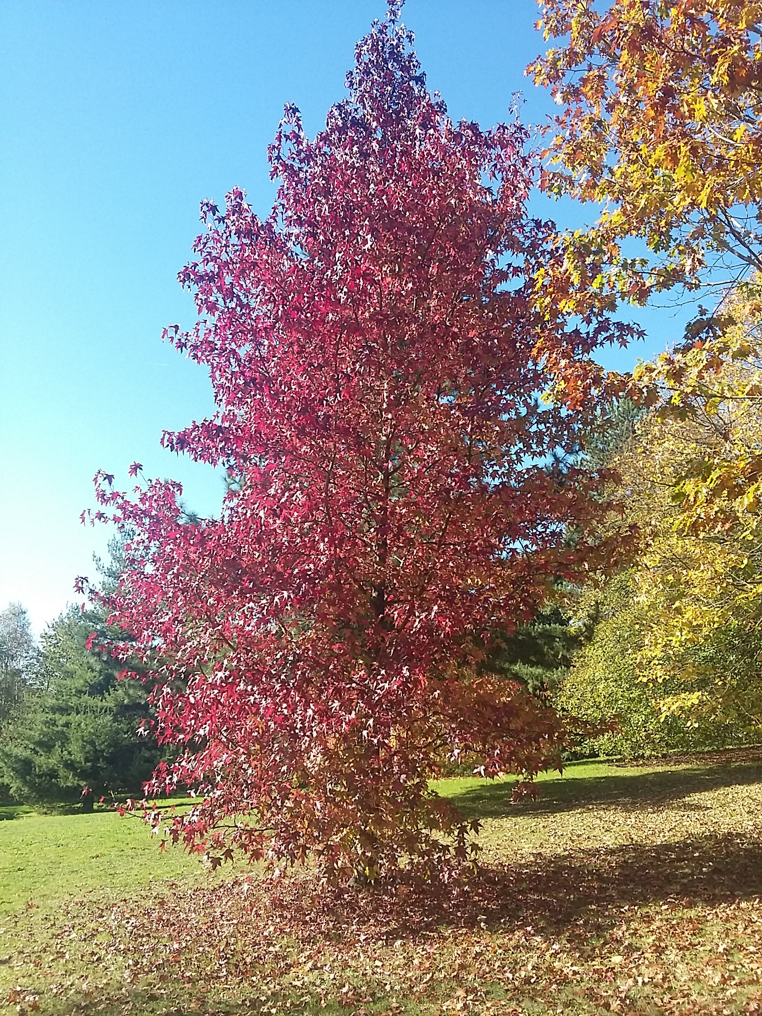 Styraciflua Tree Liquidambar styraciflua - American Sweet Gum - Jurassicplants Nurseries