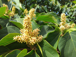 Mallotus japonicus, Food Wrapper Tree, plant, shrub, tree, deciduous, patio, hardy, flowering, fast growing