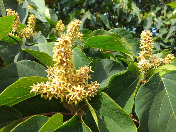 Mallotus japonicus - Food Wrapper Tree - Jurassicplants Nurseries