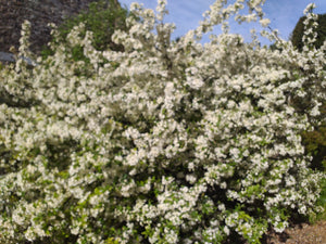 Malus brevipes - Wedding Bouquet