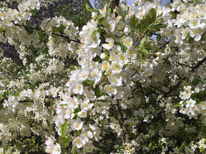 Malus brevipes - Wedding Bouquet