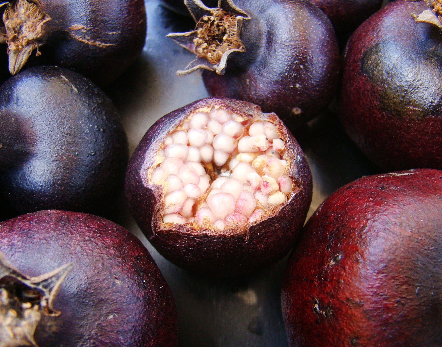 Punica granatum Dark Form Dark Pomegranate Jurassicplants