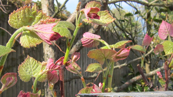 Vitis labrusca Concord - Fox Grapevine (dark blue) - Jurassicplants ...