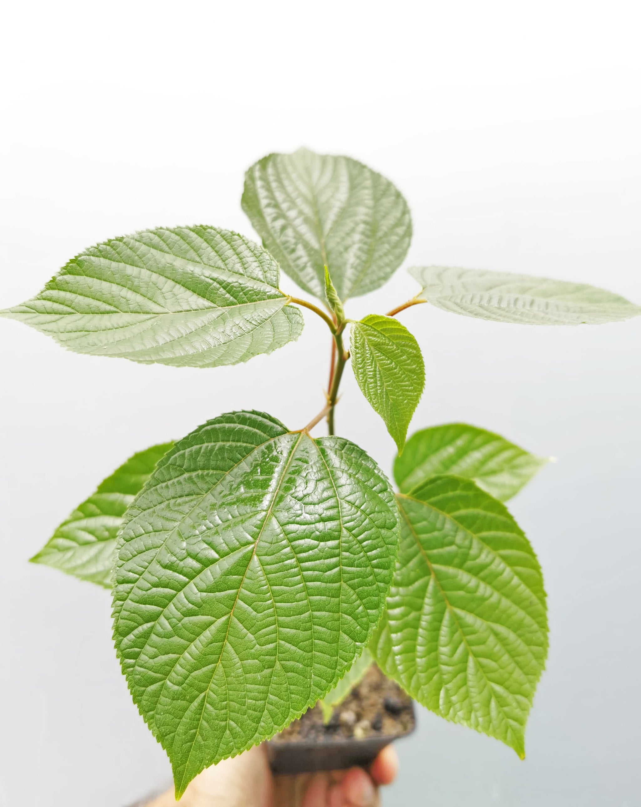 Raison Tree Hovenia dulcis - Japanese Raisin Tree - Jurassicplants Nurseries