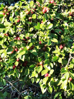 Psidium cattleianum, Strawberry Guava, plant, evergreen, shrub, fruits, edible
