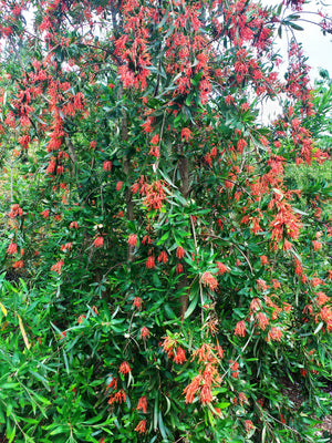 Embothrium coccineum, Chilean Firebush, evergreen, summer flowering, plant, hardy 