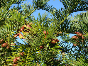 Cephalotaxus harringtonia, Japenese Plum Yew, conifer, evergreen, plant, fruit, bonsai, edible