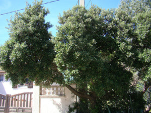 Quercus ilex, Holm Oak, Jurassicplants Nurseries, patio plant, evergreen, bonsai, spring flowering, hardy