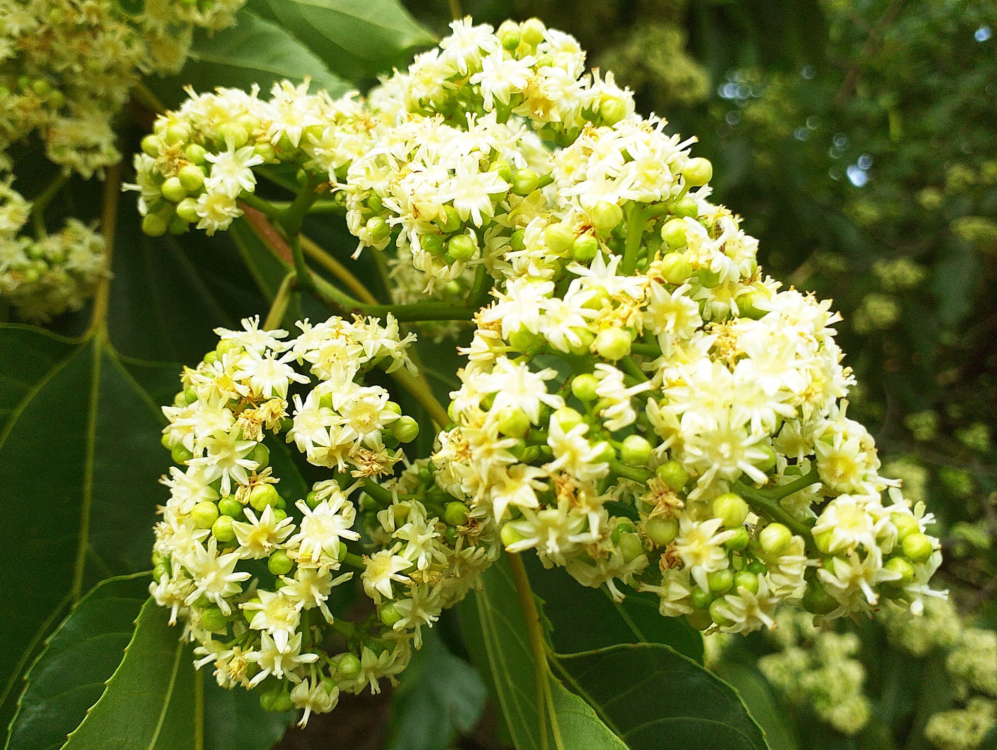 Raison Tree Hovenia dulcis - Japanese Raisin Tree - Jurassicplants Nurseries