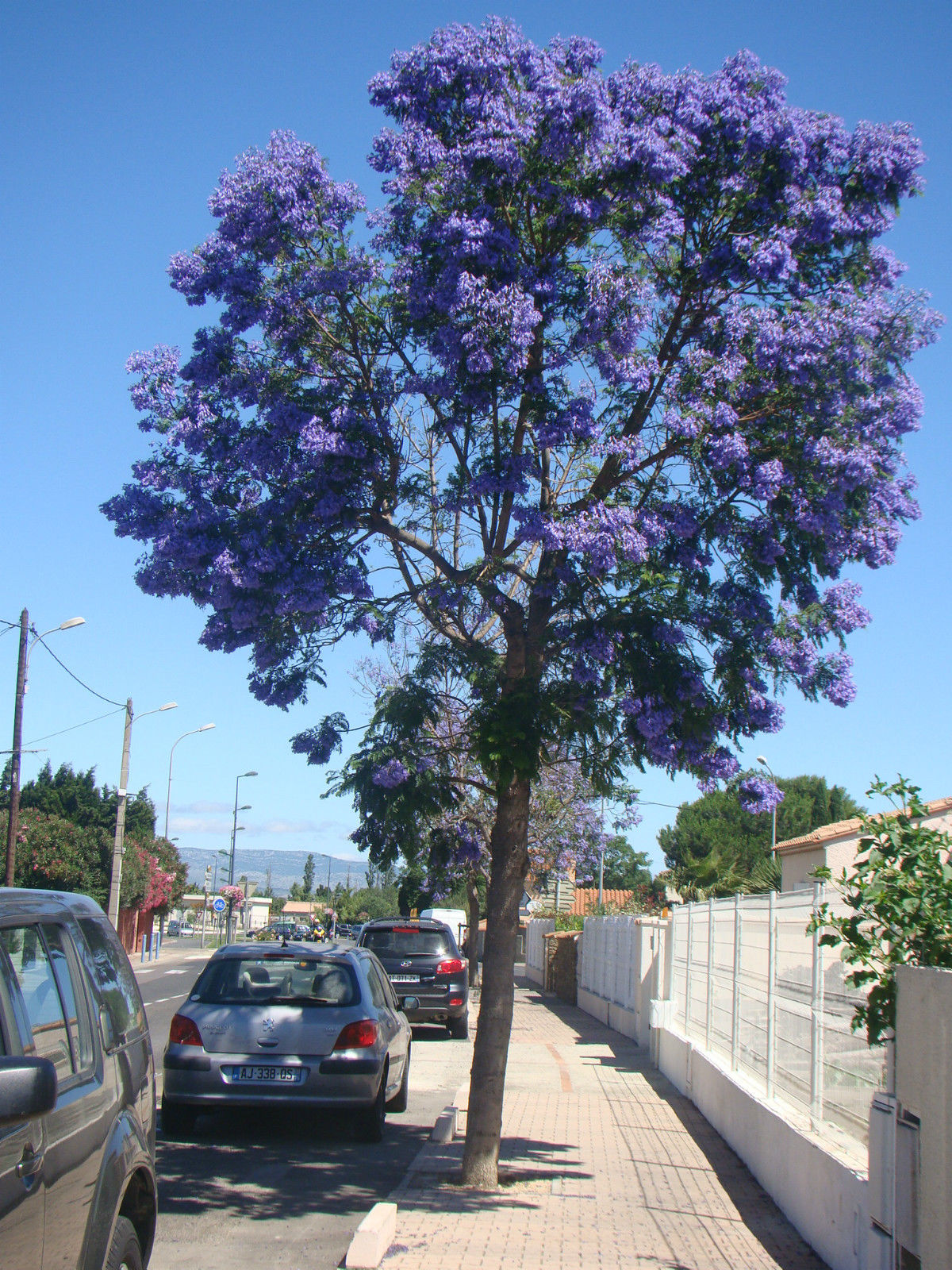Jacaranda Rhs Jacaranda Tree Climate Zones How To Grow And Care For A Jacaranda Tree