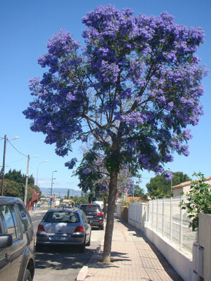 Jacaranda mimosifolia, jacaranda Tree, plant, tree, deciduous, conservatory, hardy, fast growing, summer flowering, garden