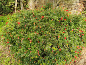 Punica granatum var. Nana, Pomegranate Fruit Shrub, plant, deciduous, patio, summer flowering, slow growing, fruit, edible,