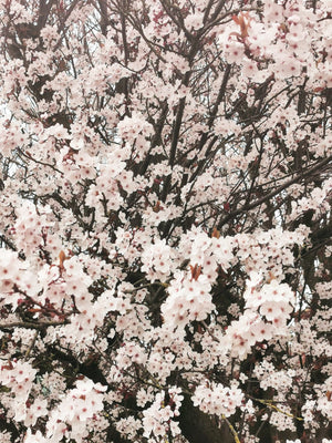 Prunus cerasifera - Cherry Plum