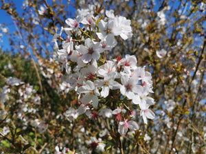 Prunus incisa - Fuji Cherry
