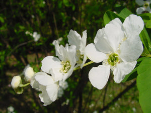Exochorda racemosa, Pearl Bush, flowering shrub, Spring, deciduous, white