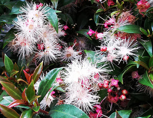 Syzygium smithii, Lilly Pilly, evergreen, fruit, edible, patio, flowering plant, fast growing