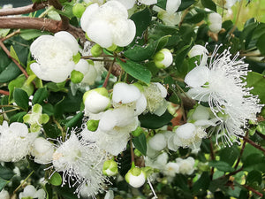 Luma apiculata, Chilean Myrtle, Jurassicplants Nurseries, plant, evergreen, shrub, patio, conservatory, bonsai, hardy