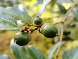 Quercus acherdophylla, Mexican Oak, semi-evergreen, hardy, fast growing, plant