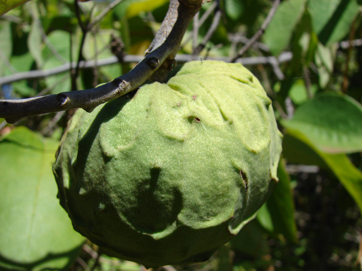 Annona cherimola - Custard Apple