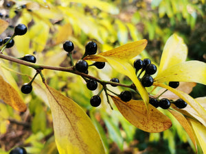 Lindera glauca, Chinese Spicebush , plant, shrub, deciduous, hardy, fruit, winter flowering, autumn colours