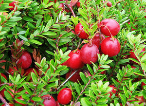 Vaccinium macrocarpon, Cranberry, evergreen, shrub, summer flowering, plant, fruit, edible, hardy