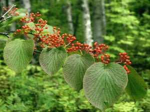 Viburnum furcatum, Forked Viburnum, deciduous, shrub, fruit, autumn colours, slow growing, scented, hardy