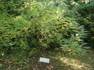 Amorpha fruticosa, False Indigo Bush, Jurassicplants Nurseries, flowering shrub, deciduous