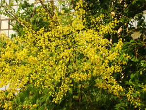 Koelreuteria paniculata, Pride of India, Jurassicplants Nurseries, plant, deciduous, autumn colours, fruit, summer flowering, yellow flowers