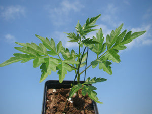 Melia azedarach, Persian Lilac, Jurassicplants Nurseries, plant, deciduous, tree, scented, fruit, hardy, summer flowering