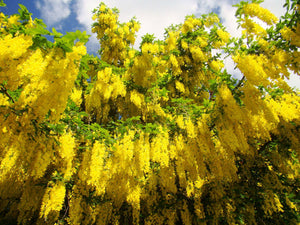   Laburnum anagyroides, Golden Chain, plant, deciduous, flowering, hardy, fast growing, harden, scented