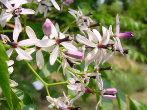 Melia azedarach, Persian Lilac, Jurassicplants Nurseries, plant, deciduous, tree, scented, fruit, hardy, summer flowering