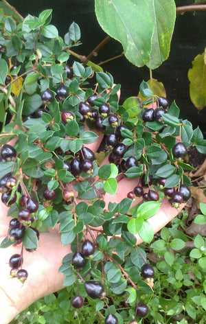 Luma apiculata, Chilean Myrtle, Jurassicplants Nurseries, plant, evergreen, shrub, patio, conservatory, bonsai, hardy
