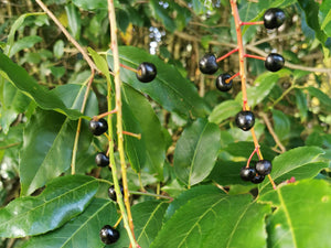 Prunus lusitanica, Portuguese Laurel, evergreen, shrub, fast growing, spring flowering, hardy, fruits