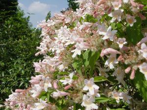 Kolkwitzia amabilis, beauty Bush, plant, deciduous, scented, hardy, spring flowering, fast growing, drought tolerant