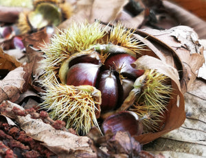  Castanea sativa, Sweet Chestnut Giant, deciduous, tree, patio plant, fast growing. nut