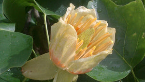 Liriodendron tulipifera - Tulip Tree