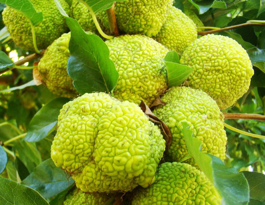 Monkyball Tree Maclura pomifera - Osage Orange or Monkey Ball Tree - Jurassicplants ...