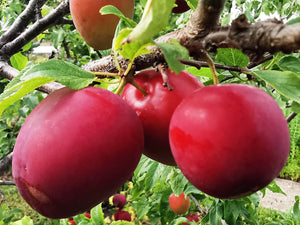 Prunus cerasifera - Cherry Plum