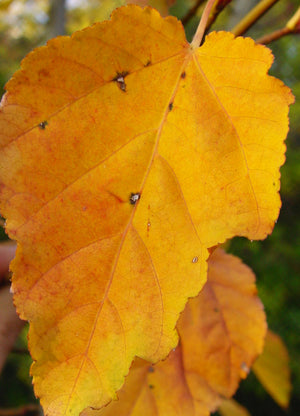 Acer capillipes, Red Snake Bark Maple, deciduous, autumn colours