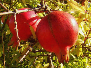 Punica granatum, Pomegrante Red Fleshed Acco variety, Jurassicplants Nurseries, deciduous, patio, conservatory, plant, flowering, hardy, fruits, edible, exotic