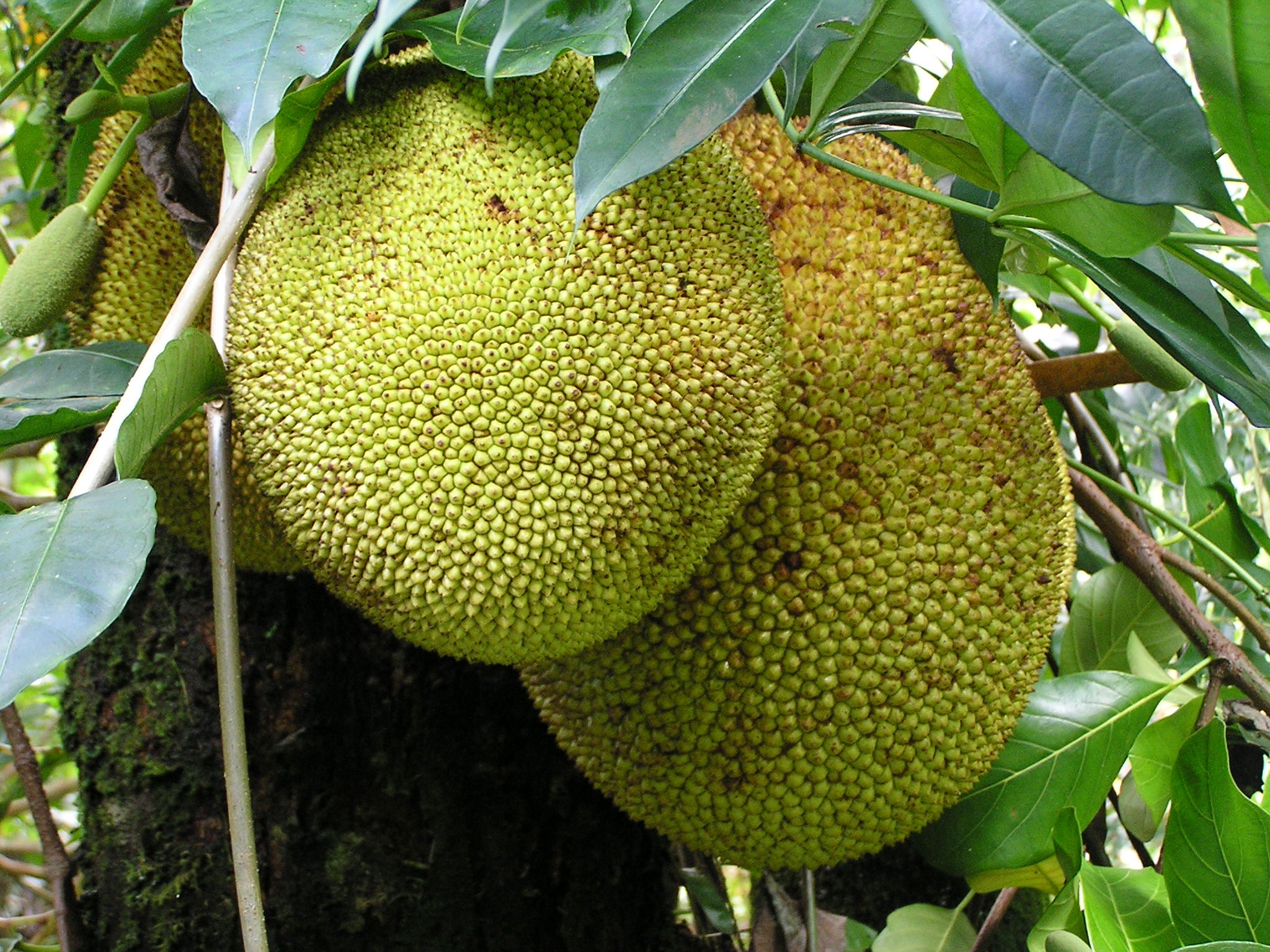 Фрукт 40 кг. Тропический фрукт джекфрут. Джекфрут зеленый. Джекфрут тропический Таиланд. Джекфрут в Тайланде.