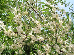 Elaeagnus umbellata, Japanese Silverberry or Autumn Olive, patio plant, deciduous, bonsai, spring flowering, hardy, fruit, edible