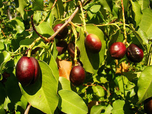 Prunus ilicifolia, Evergreen Cherry, evergreen, shrub, tree, fruits, edible, scented, spring flowering