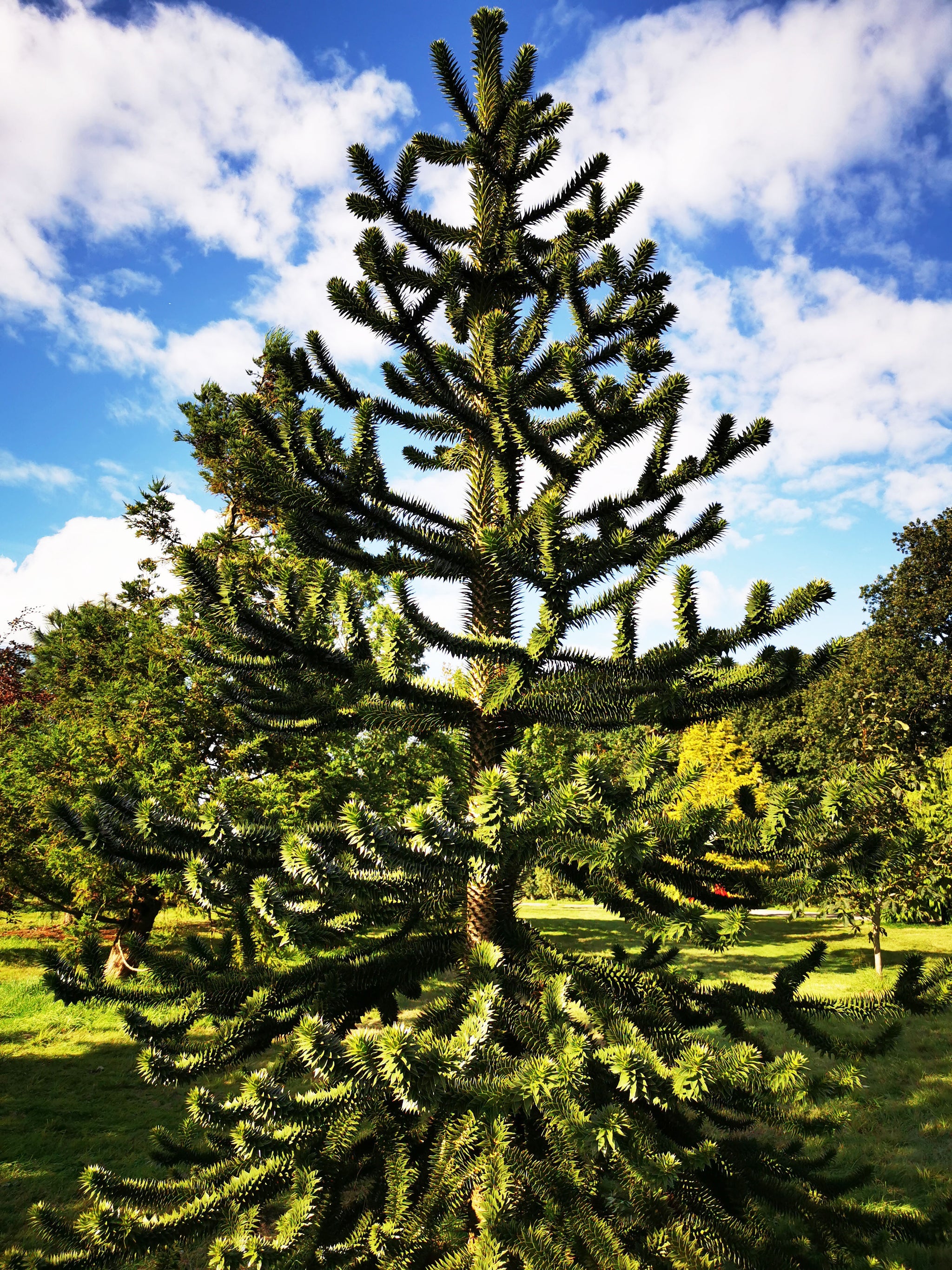 monkey puzzle tree bonsai Araucaria araucana - Monkey Puzzle Tree