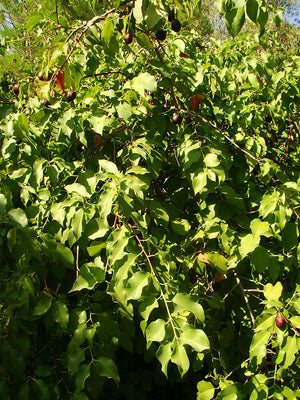 Prunus ilicifolia, Evergreen Cherry, evergreen, shrub, tree, fruits, edible, scented, spring flowering